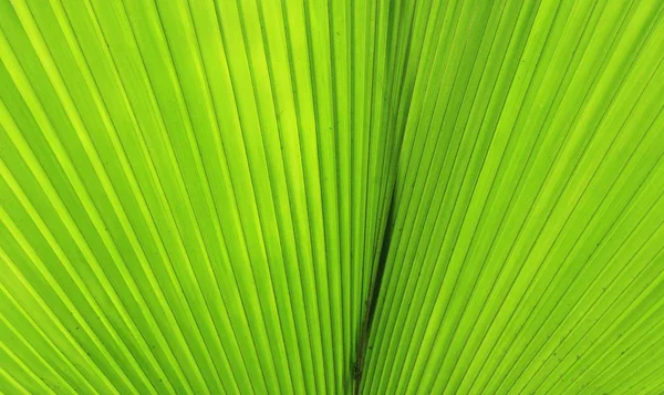 Mooie palmbladeren — Stockfoto