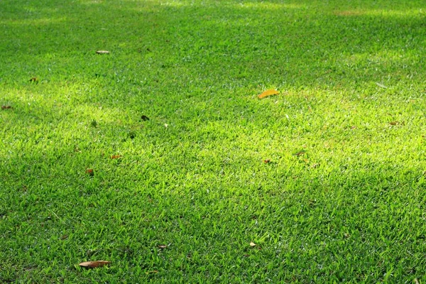 Textura de hierba con luz solar por la mañana —  Fotos de Stock