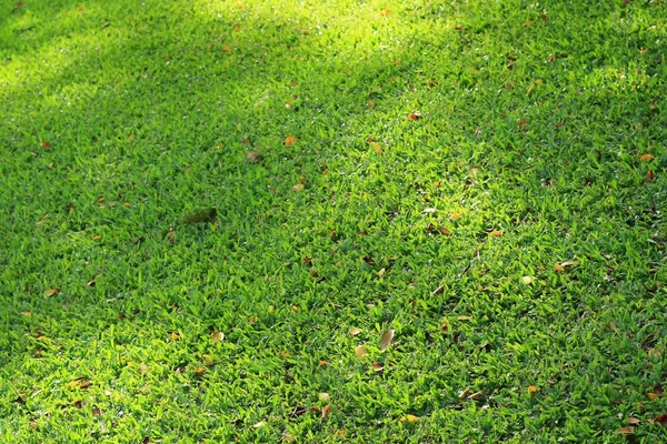 Textura de hierba con luz solar por la mañana — Foto de Stock