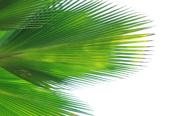 beautiful palm leaves of tree in sunlight