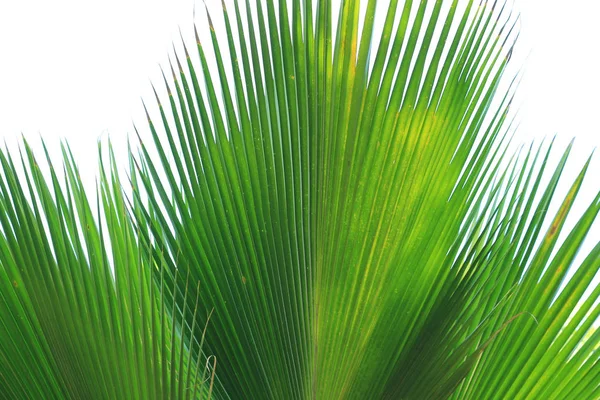 美丽的棕榈叶 — 图库照片