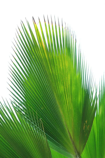 Güzel palmiye yaprakları — Stok fotoğraf