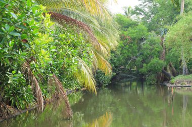 mangrov orman topikal rainforest Tayland