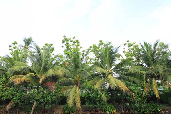 Ramas de cocoteros en la selva tropical —  Fotos de Stock