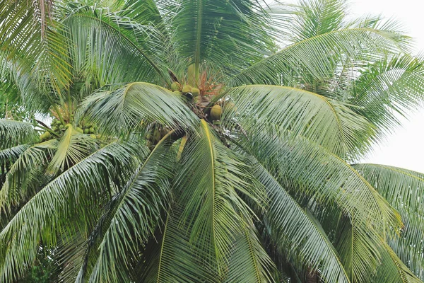 Coconut palm tree on white background — Stock Photo, Image