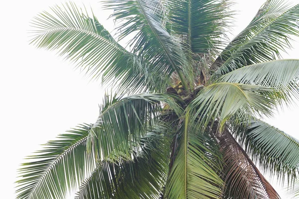 Coco palmeira no fundo branco — Fotografia de Stock