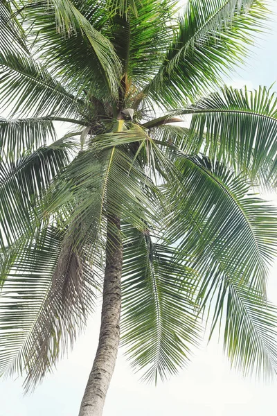 Кокосова пальма на білому тлі — стокове фото