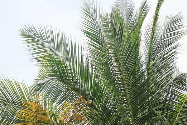 Kokospalme auf weißem Hintergrund — Stockfoto