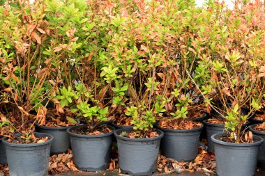 Taze ağaç ve tencerede ölü ağaç