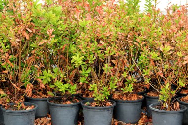 Taze ağaç ve tencerede ölü ağaç