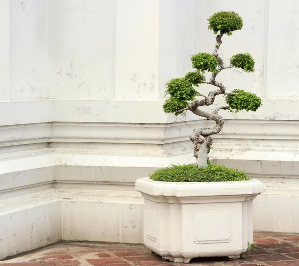 Berbentuk pohon dekoratif di kuil — Stok Foto