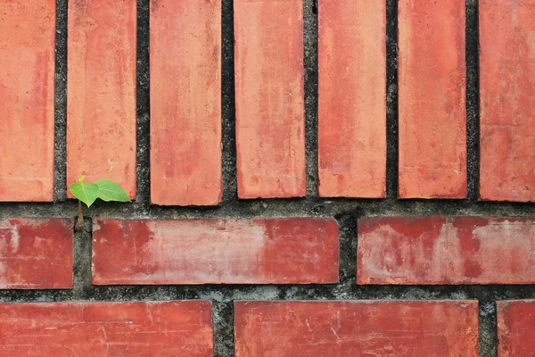 Textura de parede de tijolo vermelho — Fotografia de Stock