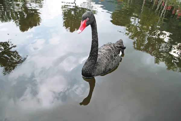 Un cisne negro flotando en la superficie del lago . — Foto de Stock