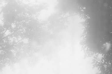 Ağaç gölge bulanıklık