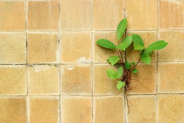 eski seramik Tuğla Kiremit duvara bitki