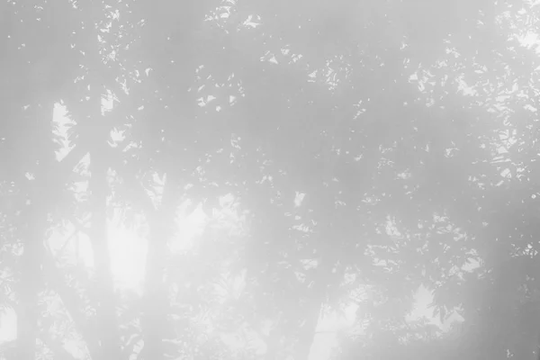Blur fa árnyéka — Stock Fotó