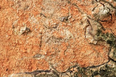 Ağaç kabuğu veya ağaç doku