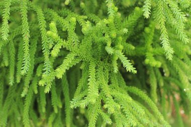 Köknar ağacı dalı veya Noel ağacı dalı