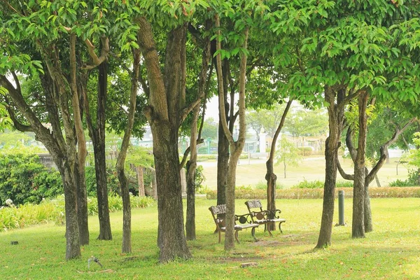 Mooie boom op groen gras in openbaar park — Stockfoto