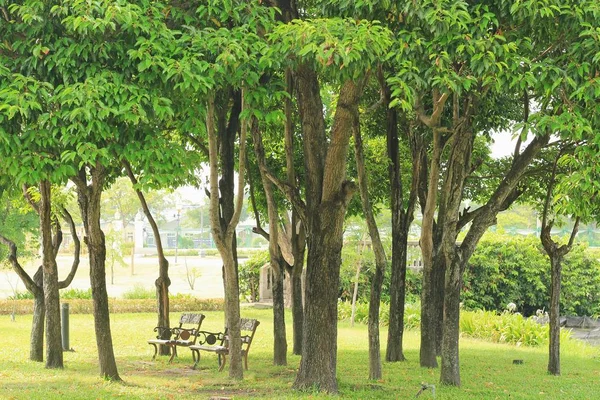 Mooie boom op groen gras in openbaar park — Stockfoto