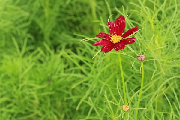 Flores vermelhas cosmos florescer lindamente — Fotografia de Stock