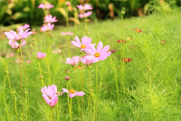 Flores rosas cosmos florecen maravillosamente —  Fotos de Stock