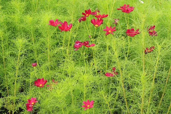 Rote Blumen Kosmos blühen schön — Stockfoto