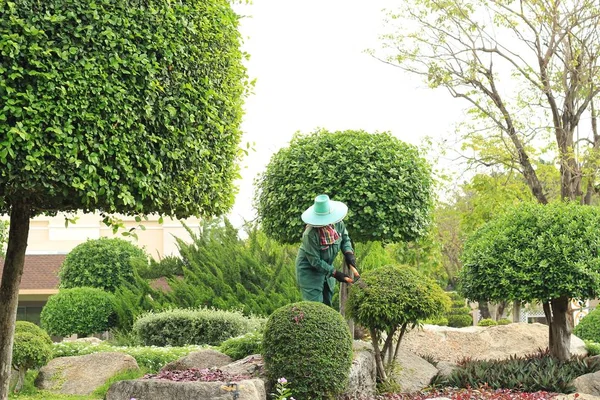 Mujer jardinero cortando hojas de árbol en el jardín — Foto de Stock