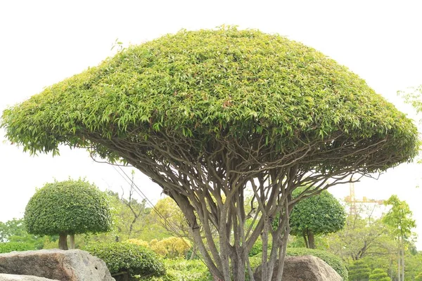 Dekorativa dvärg träd på trädgården — Stockfoto