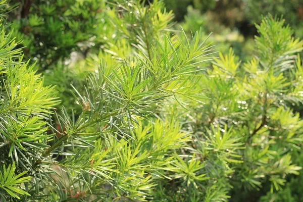 Ramo di abete o ramo di albero di Natale — Foto Stock