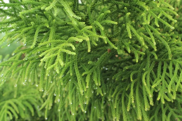 Ramo di abete o ramo di albero di Natale — Foto Stock