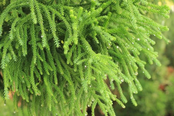 Ramo di abete o ramo di albero di Natale — Foto Stock