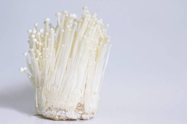 Taze enoki mantar