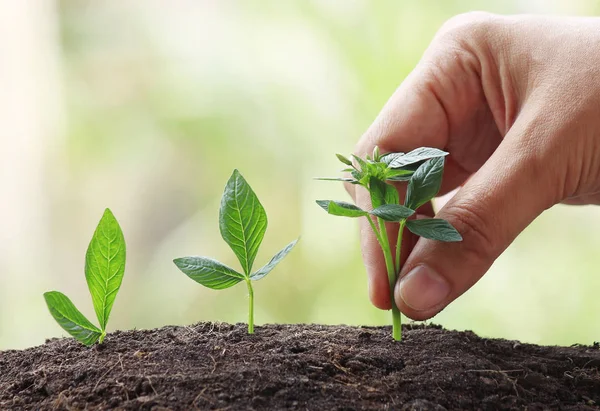 Mano con planta joven creciendo a la luz del sol —  Fotos de Stock