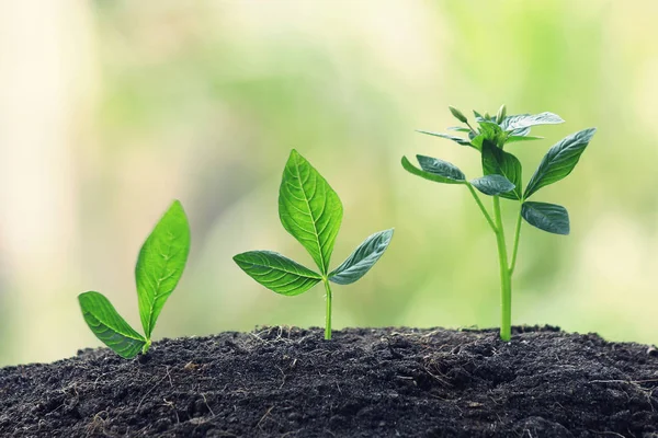 Planta joven creciendo a la luz del sol —  Fotos de Stock