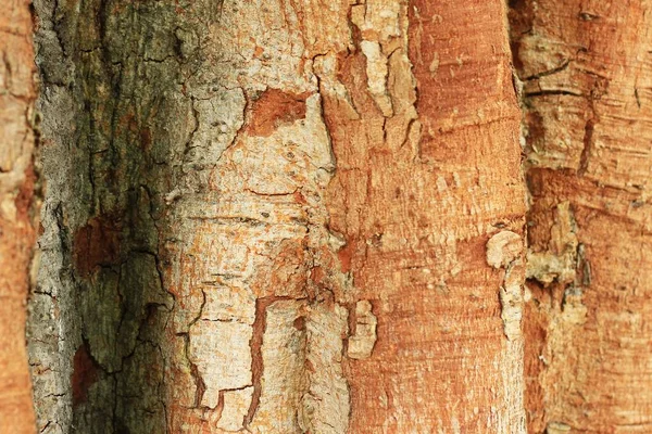 Textura kůry hnědého stromu — Stock fotografie