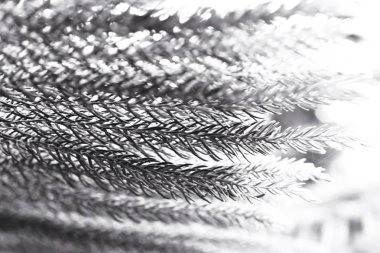 Çam Ağacı Kapanışı