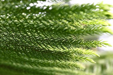 Çam ağacı closeup Park