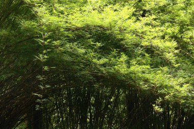 topikal ormandaki karanlık bambu