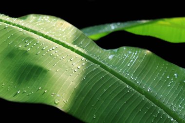 Muz yaprağına yağmur damlası