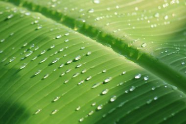 Muz yaprağına yağmur damlası