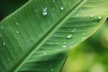 Muz yaprağına yağmur damlası