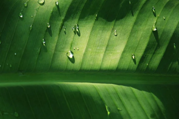 Donkere Close-up regen druppels op bananenblad — Stockfoto