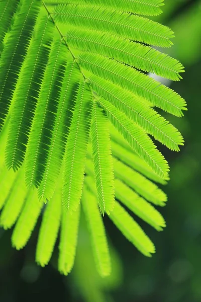 Światło słoneczne w drzewach zielonego lasu letniego — Zdjęcie stockowe