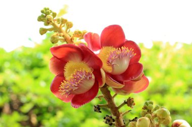 Sala flora veya Shorea robusta çiçek