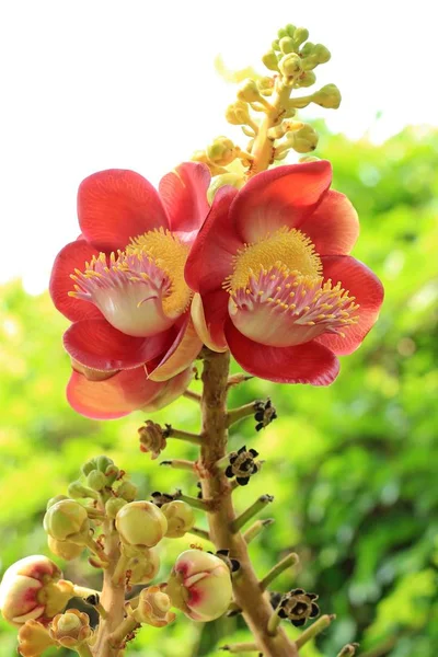 Sala flora or Shorea robusta flower — Stock Photo, Image