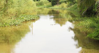 Nehir tropikal ormanda.