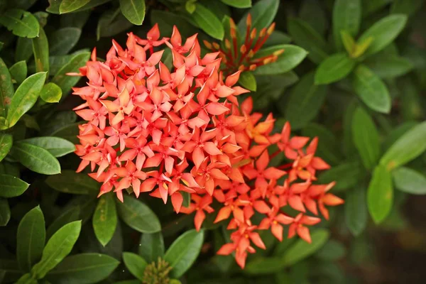 Ixora coccinea in the garden — Stock Photo, Image