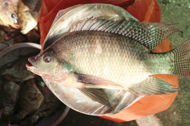 çiğ Nil tilapia balık