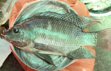 çiğ Nil tilapia balık